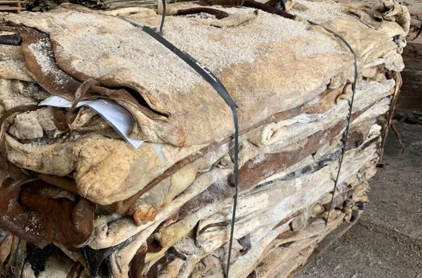  Argentina impulsa las exportaciones de cuero tras eliminar retenciones históricas